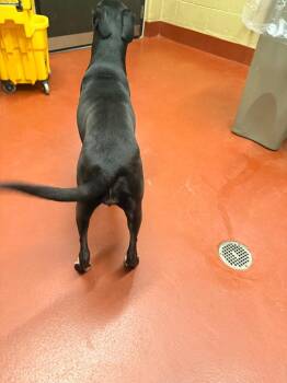 Mixed Breed Dogs Available for Adoption in Douglasville, Georgia - Pennelope | PetCurious