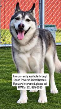 Isabel (Izzy) 4669 -  Mixed Breed Dog for Adoption in Traverse City, Michigan - Isabel (Izzy) 4669 | PetCurious
