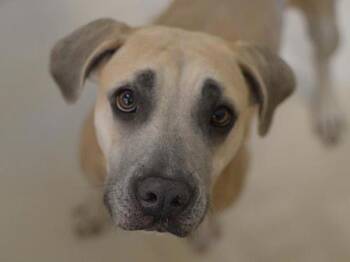 Bella -  Pit Bull Terrier Dog for Adoption in Portland, Oregon - Bella | PetCurious