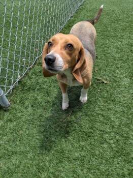 Piper -  Beagle and Mixed Breed Dog for Adoption in Louisburg, North Carolina - Piper | PetCurious