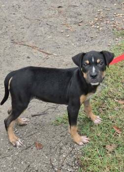Jenny -  Pit Bull Terrier Dog for Adoption in Brewster, New York - Jenny | PetCurious