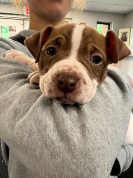 Staffordshire Bull Terrier Dogs Available for Adoption in New Kensington, Pennsylvania - Monica | PetCurious