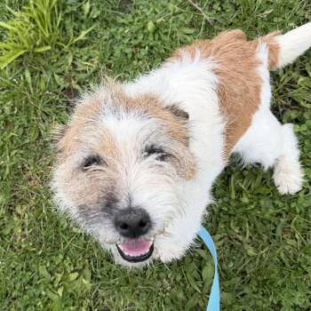 Jack Russell Terrier Dogs Available for Adoption in Blue Springs, Missouri - Forbes | PetCurious