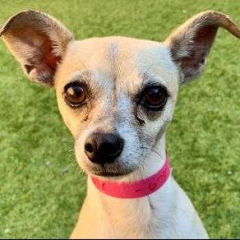 SAVE ME PLEASE KALA - IDA553678 -  Chihuahua Dog for Adoption in San Marcos, California - SAVE ME PLEASE KALA - IDA553678 | PetCurious