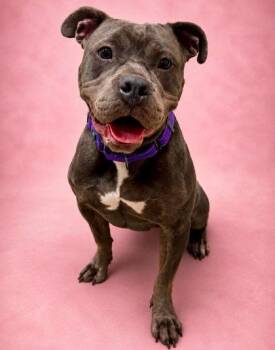 Rella -  Mixed Breed Dog for Adoption in West Chester, Pennsylvania - Rella | PetCurious
