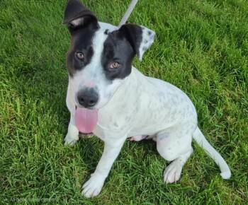CONNOR -  Pit Bull Terrier and Mixed Breed Dog for Adoption in Albuquerque, New Mexico - CONNOR | PetCurious