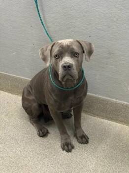 BABY DOLL -  Cane Corso Dog for Adoption in Las Vegas, Nevada - BABY DOLL | PetCurious