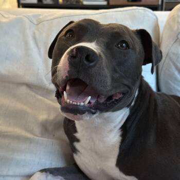 Rescue Pit Bull Terrier Dogs for Adoption in Roseville, California - Rosie | PetCurious