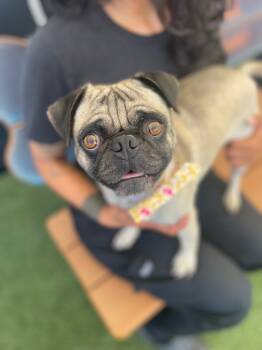 Rescue Pug Dogs for Adoption in Gardena, California - Jabba *bonded To Yoda* / Yoda *bonded To Jabba* | PetCurious