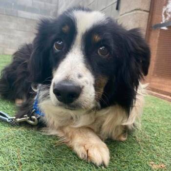 Chance -  Australian Shepherd and Mixed Breed Dog for Adoption in Fort Collins, Colorado - Chance | PetCurious