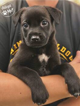 Camdyn -  Cane Corso and Belgian Shepherd Malinois Dog for Adoption in Manchester, Connecticut - Camdyn | PetCurious
