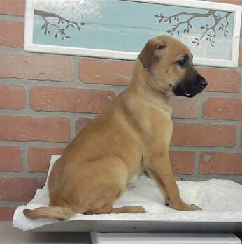 A2087020 -  Staffordshire Bull Terrier and Mixed Breed Dog for Adoption in Houston, Texas - A2087020 | PetCurious