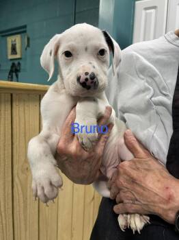 Bruno -  Mixed Breed Dog for Adoption in Chattanooga, Tennessee - Bruno | PetCurious