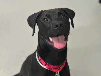 Mermaid -  Mixed Breed Dog for Adoption - Mermaid | PetCurious