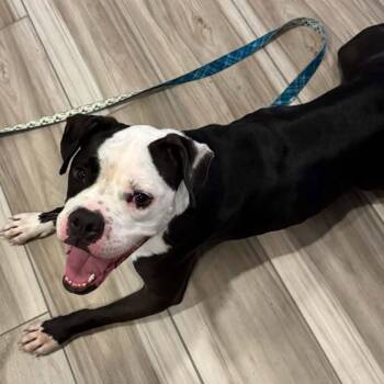 Ebony Rose -  Boxer Dog for Adoption in Racine, Wisconsin - Ebony Rose | PetCurious