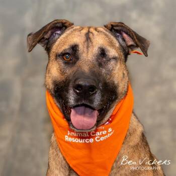 CAPTAIN SMOKEY -  German Shepherd Dog and Mixed Breed Dog for Adoption in Albuquerque, New Mexico - CAPTAIN SMOKEY | PetCurious
