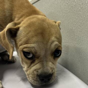Boxer and Mixed Breed Dogs Available for Adoption in Tampa, Florida - Aranda | PetCurious