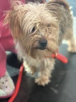 Kimit -  Mixed Breed Dog for Adoption in Memphis, Tennessee - Kimit | PetCurious