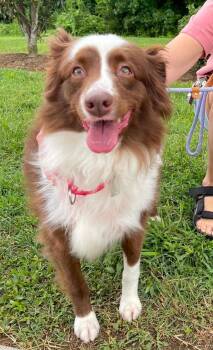 Coco -  Australian Shepherd Dog for Adoption in Alexandria, Virginia - Coco | PetCurious