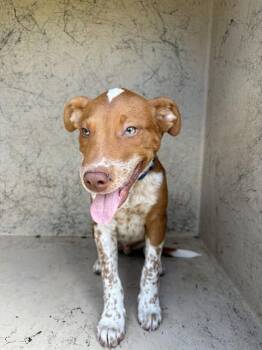 A479830 -  English Pointer and Mixed Breed Dog for Adoption in Oklahoma City, Oklahoma - A479830 | PetCurious