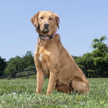 Ginger -  Mixed Breed Dog for Adoption in Franklin, Tennessee - Ginger | PetCurious