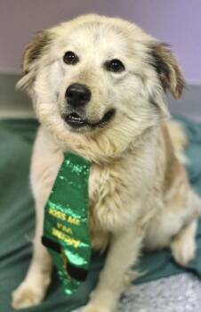 Retriever Dogs Available for Adoption - Brienne In NH! Come Meet Our Adoptable Dogs Wednesday-Saturday.  | PetCurious