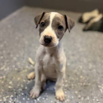 Pit Bull Terrier Dogs Available for Adoption in Tuscaloosa, Alabama - TUSC-Stray-83964_2_3_4 | PetCurious