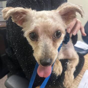 Yorkshire Terrier Dogs Available for Adoption - Tulip C-34421 | PetCurious