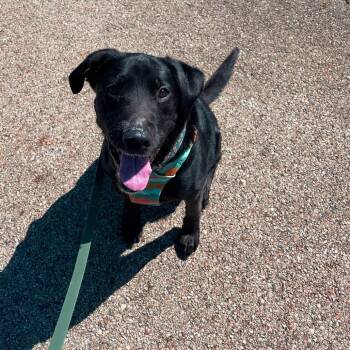 Labrador Retriever Dogs Available for Adoption in South Elgin, Illinois - Annie - Home To Home | PetCurious