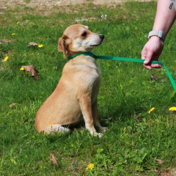 Chihuahua and Mixed Breed Dogs Available for Adoption in Stormville, New York - CT Scrappy | PetCurious