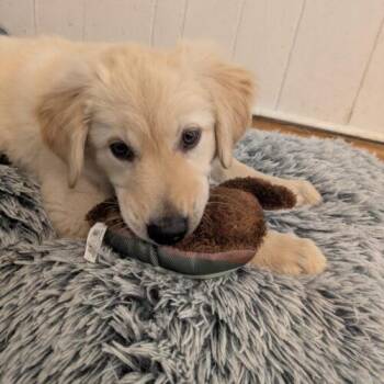 Cantaloupe -  Husky and German Shepherd Dog Dog for Adoption in Hawkestone, Ontario - Cantaloupe | PetCurious
