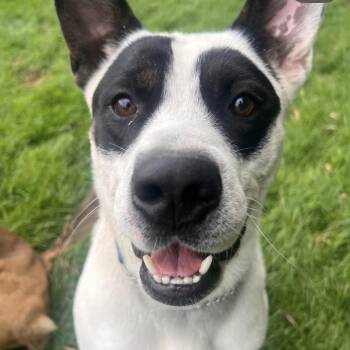 Kane the Panda Bear -  Mixed Breed Dog for Adoption in Richmond Hill, Ontario - Kane The Panda Bear | PetCurious