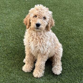 Standard Poodle and Golden Retriever Dogs Available for Adoption in Chino Hills, California - Daisy Duck -*Available 4/25*Chino Hills Location | PetCurious