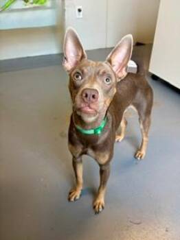 Max -  Chihuahua Dog for Adoption in Winter Haven, Florida - Max | PetCurious