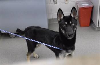 Husky and German Shepherd Dog Dogs Available for Adoption - RICO | PetCurious