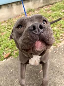 Pit Bull Terrier and Mixed Breed Dogs Available for Adoption in New Orleans, Louisiana - Deuce | PetCurious
