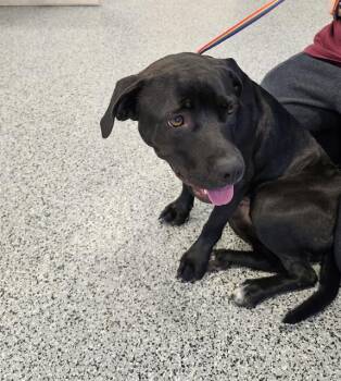 RANI -  Mixed Breed Dog for Adoption in Palmetto, Florida - RANI | PetCurious