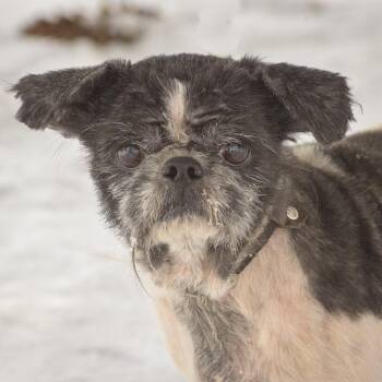 Shih Tzu Dogs Available for Adoption - Earl | PetCurious