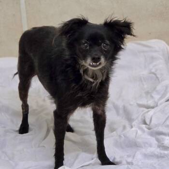 Sallie- City of Industry Location -  Chihuahua and Mixed Breed Dog for Adoption in Chino Hills, California - Sallie- City Of Industry Location | PetCurious