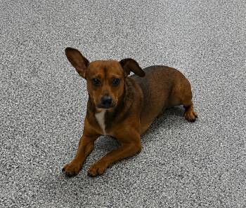 Terrier Dogs Available for Adoption in Athens, Tennessee - Stitch | PetCurious