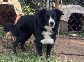 Skylar -  Border Collie Dog for Adoption in Culpeper, Virginia - Skylar | PetCurious