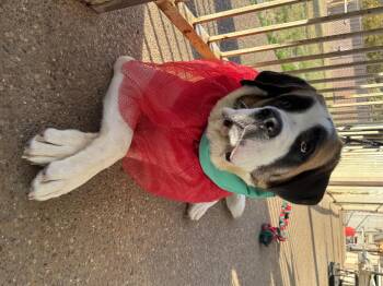 Rescue Saint Bernard Dogs for Adoption in Plano, Texas - Tiny | PetCurious