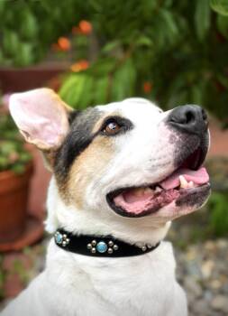 Snoop -  Mixed Breed Dog for Adoption in Oakland, California - Snoop | PetCurious
