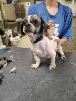 Shih Tzu and Mixed Breed Dogs Available for Adoption - Murphy | PetCurious