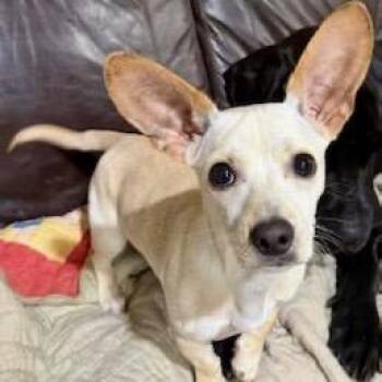 Winston -  Chihuahua and Mixed Breed Dog for Adoption in Tampa, Florida - Winston | PetCurious