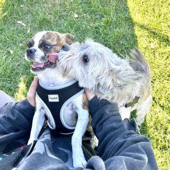 Scooby -  Pug Dog for Adoption in Estherville, Iowa - Scooby | PetCurious