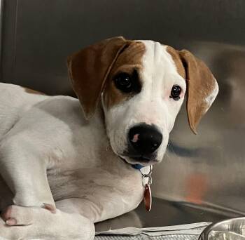 Pea -  Beagle Dog for Adoption in Parma, Ohio - Pea | PetCurious