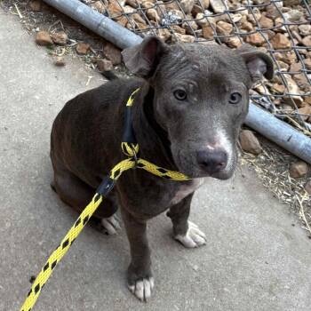 Rescue Terrier Dogs for Adoption in St. Louis, Missouri - Ilana | PetCurious