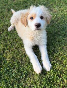 Great Pyrenees Dogs Available for Adoption in San Diego, California - John | PetCurious