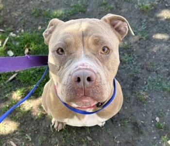 VANILLA -  Pit Bull Terrier Dog for Adoption in Martinez, California - VANILLA | PetCurious